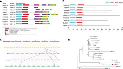 Frontiers | AcBBX5, A B-box Transcription Factor From Pineapple ...